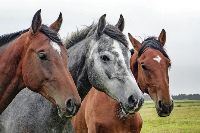 Prophylaktische Behandlungen für Pferde – Wie Sie Ihr Pferd lange gesund und fit halten können